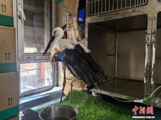 �܂��Ė|�����X���ڽ����ί�����ʯ���� �z