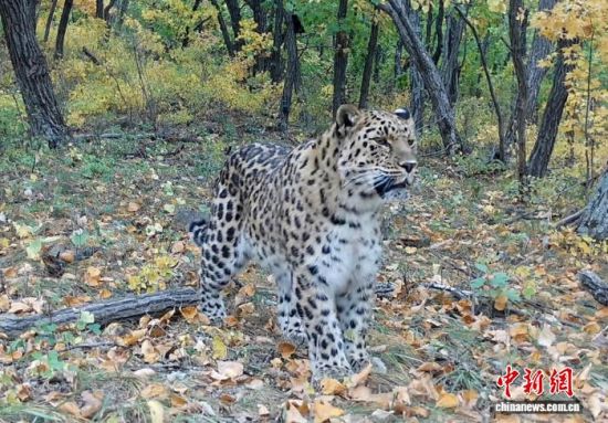 2025���ږ|���������ҹ��@�Ĕz�Ė|������(��ҕ��ý���D)