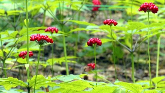 ��(gu��)���J(r��n)�C�����D�˅������ء���Ȧ